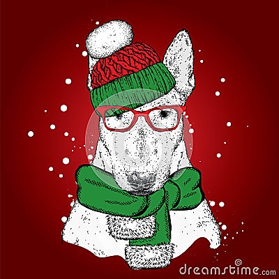 A beautiful bull terrier with a hat and a winter scarf. Vector Illustration