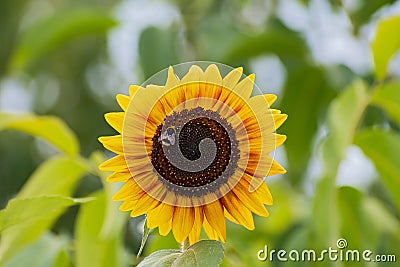 Beautiful bumblebee sits on the orange-yellow sunflower Stock Photo