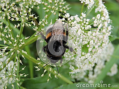 Beautiful bumblebee on wild plant, Lithuania Stock Photo