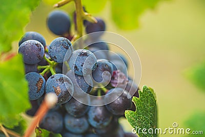 Beautiful bunch of black nebbiolo grapes with green leaves in the vineyards Stock Photo