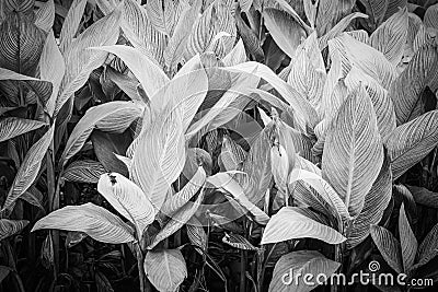 Beautiful bunch of canna lily leaves in sunlight Stock Photo