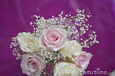 A Beautiful bunch of colored flowers with white buds on purple sheet Stock Photo