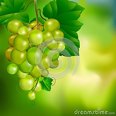 Beautiful bunch of grapes on a blurred green background. Stock Photo