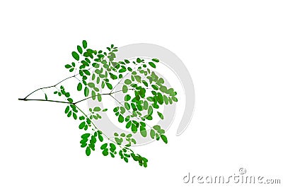 A bunch of green Horse radish tree Moringa Oleifera Lam leaf sprouts on it twigs isolated on white background. Stock Photo