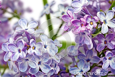 Beautiful Bunch of Lilac Stock Photo