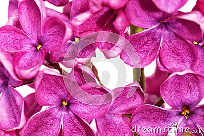 Beautiful Bunch of Lilac close-up Stock Photo