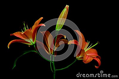 Beautiful bunch of orange asian lilies and buds against black background Stock Photo