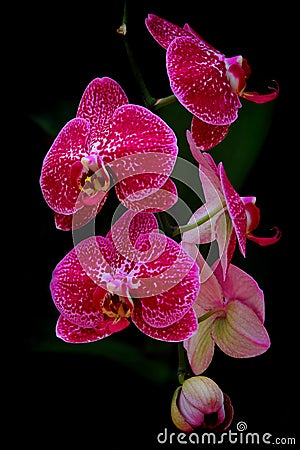 Beautiful bunch of pink dotted moth or phalaenopsis blume orchids Stock Photo