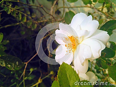 Beautiful bunch of small white rose flowers blooming in plant growing in nursery farm, nature photography, plantation background Stock Photo