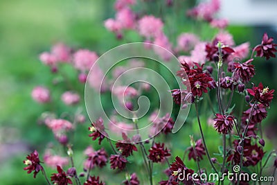 Beautiful Burgandy Aquilegia vulgaris BorÂ­deaux Barlow Flowers Stock Photo