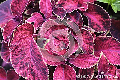 beautiful burgundy plant in the garden. color nature. day light Stock Photo