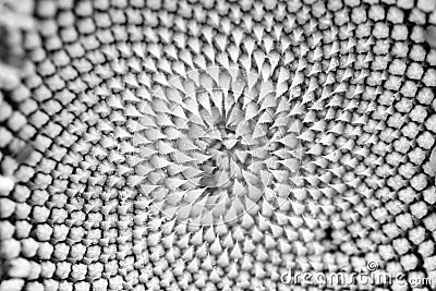 Beautiful Burst Found in the Center of a Sunflower (Black and White) Stock Photo
