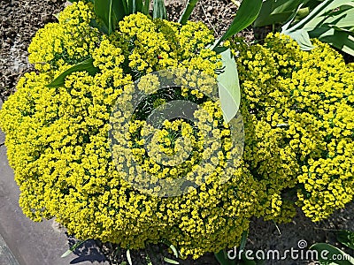 beautiful bush, light green leaves, green, yellow flowers, for postcards, business cards Stock Photo