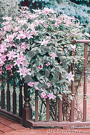 Beautiful bush of light pink clematis blossom on wooden porch near house Stock Photo