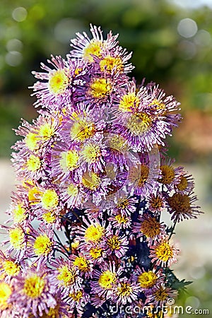 Beautiful bush of lilac chrysanthemums Stock Photo