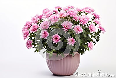 Beautiful bush of pink chrysanthemums in flower pot. Autumn flowers Stock Photo