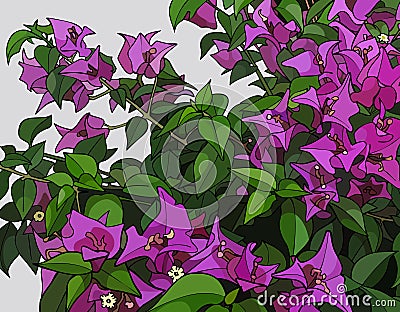 Beautiful bush of pink flowers Vector Illustration