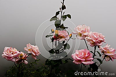 Beautiful bush of pink roses in the fog Stock Photo