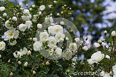 Beautiful bush with white flowers of wild english rose in the garden, lovely landscape of nature Stock Photo