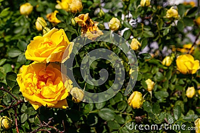 Beautiful bush of yellow roses in garden Stock Photo