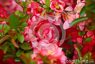 Beautiful bushes of blooming young roses in the park. Fragrant scent from flowers Stock Photo