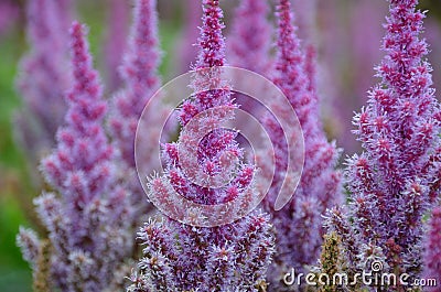 Beautiful Bushes of flowers Astilbe Stock Photo