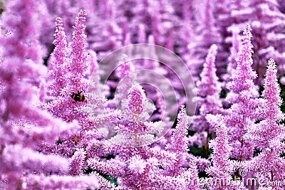 Beautiful Bushes of flowers Astilbe with a fluffy pink panicles and a bumble bee on the flower, nice background Stock Photo