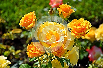 Beautiful bushes of yellow roses Stock Photo
