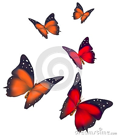 Beautiful butterflies isolated on white background Vector Illustration