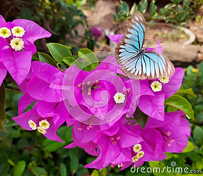 Beautiful butterflies, perched on the colorful bougainvillea flowers. In a garden Stock Photo