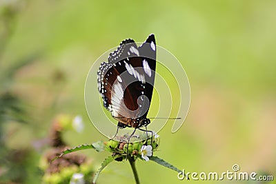 Beautiful butterflies perched Stock Photo