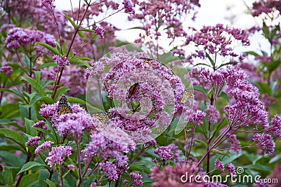 Beautiful butterflies pollinating the purple Spotted joe-pye weed plant Stock Photo