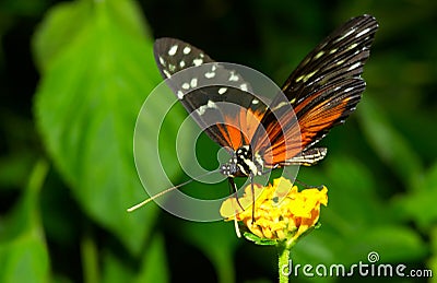 Beautiful butterfly Stock Photo