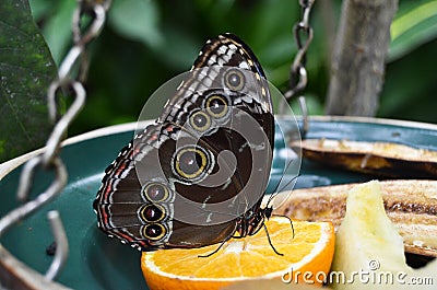 A beautiful butterfly Stock Photo