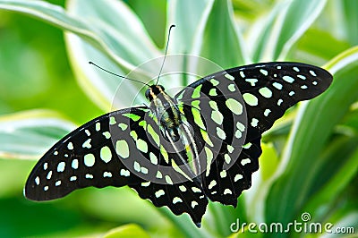 Beautiful butterfly Stock Photo