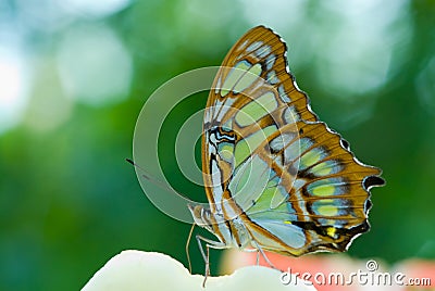 Beautiful butterfly Stock Photo