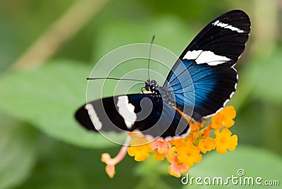 Beautiful butterfly Stock Photo