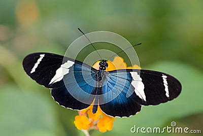 Beautiful butterfly Stock Photo