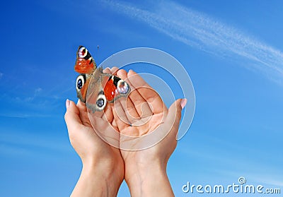 Beautiful butterfly Stock Photo