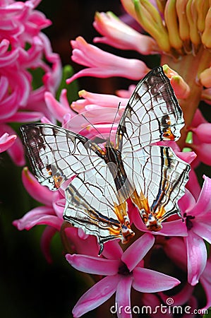 Beautiful Butterfly Stock Photo