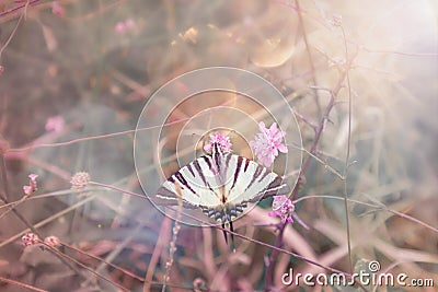 Beautiful butterfly Admiral drinking nectar from a flower in a soft focus . tinted in pastel colors Stock Photo