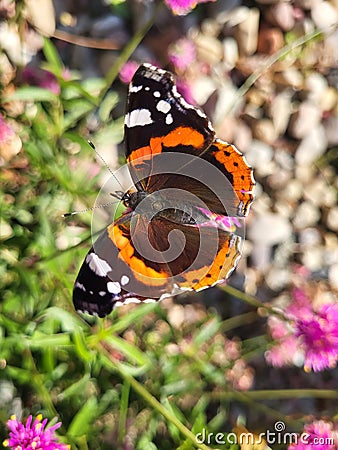 A beautiful butterfly Admiral on a sunny day in Saski Garden in Warsaw Stock Photo