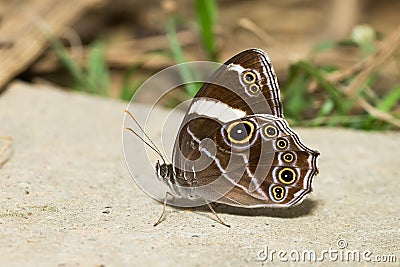 Beautiful Butterfly - Banded Tree Brown Stock Photo