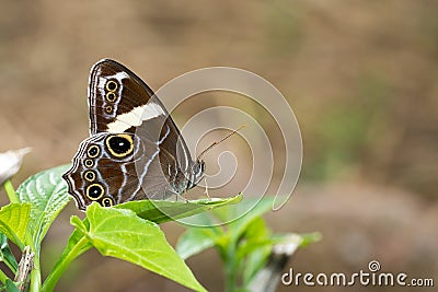 Beautiful Butterfly - Banded Tree Brown Stock Photo