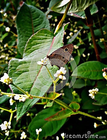 a beautiful butterfly, with batik motifs on both wings making the appearance so simple and beautiful Stock Photo