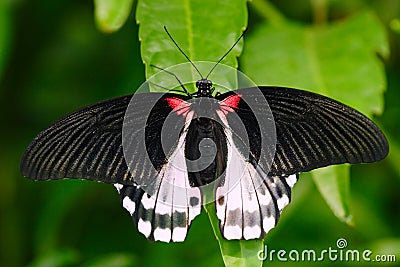 Beautiful butterfly from Borneo. Scarlet swallowtail, Papilio rumanzovia, sitting on the green leaves. Insect in dark tropic fores Stock Photo