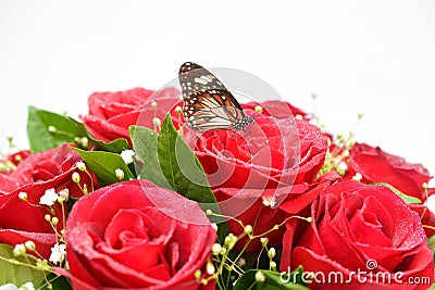 Butterfly on bouquet of fresh roses Stock Photo