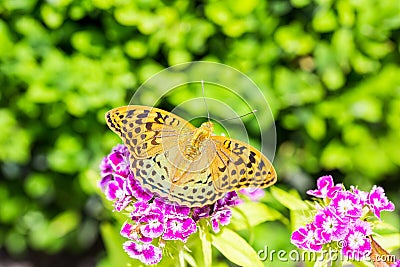 Beautiful butterfly on a carnation & x28; Dianthus barbatus& x29; flower in a garden Stock Photo