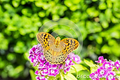 Beautiful butterfly on a carnation & x28; Dianthus barbatus& x29; flower in a garden Stock Photo