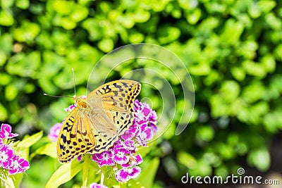 Beautiful butterfly on a carnation & x28; Dianthus barbatus& x29; flower in a garden Stock Photo